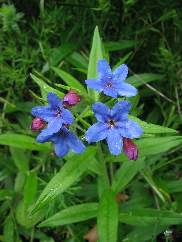 Il colore viola
